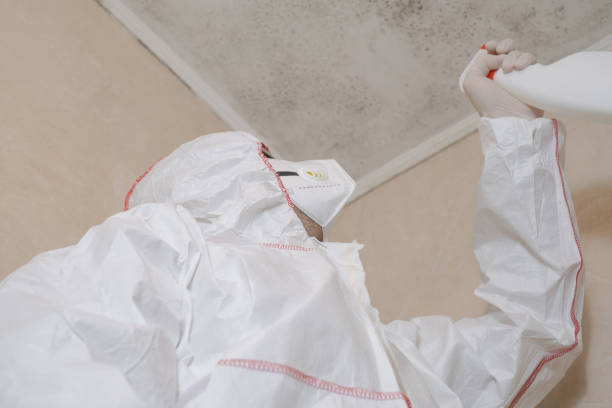 Why You Should Choose Our Mold Remediation Services in Millen, GA